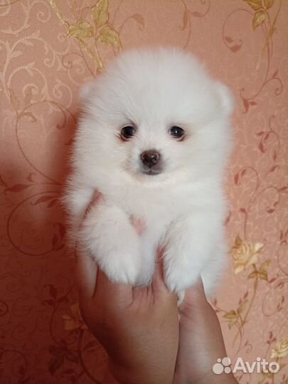 Померанская mini девочка