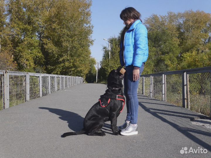 Кинолог, Дрессировка собак щенков, обучение собак