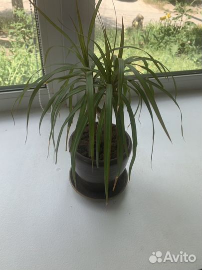 Пальма драцена