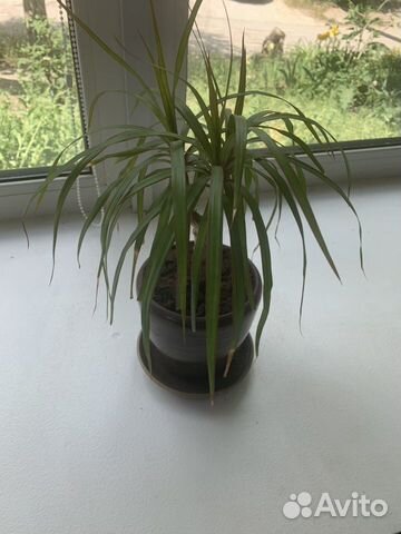 Пальма драцена