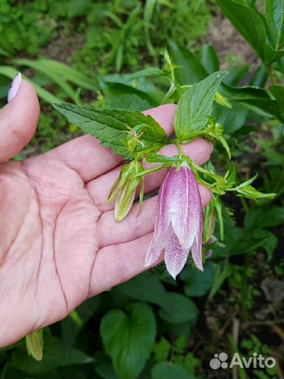 Колокольчик