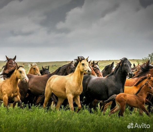 Лошади табунные