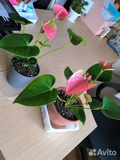 Антуриум розовый