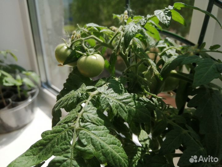 Томаты комнатные