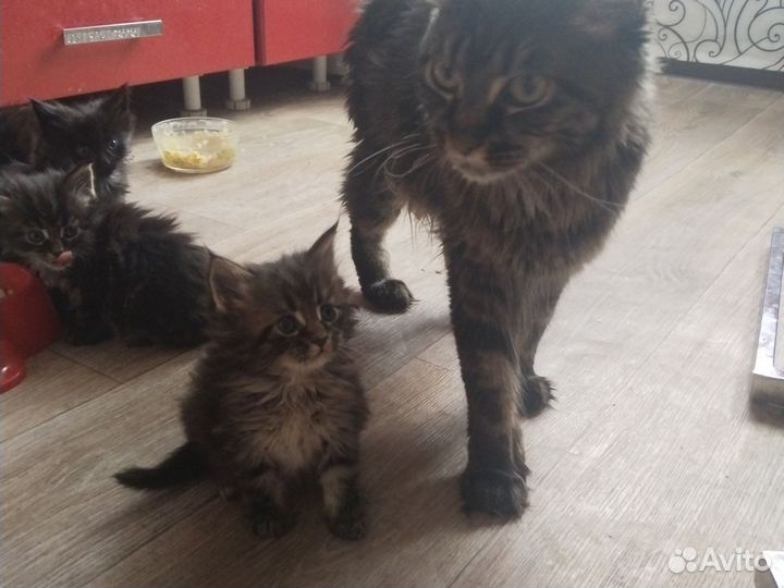 Котята мейн-кун