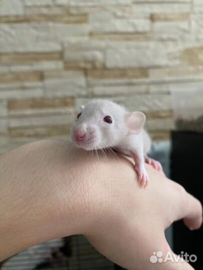 Крысята дамбо