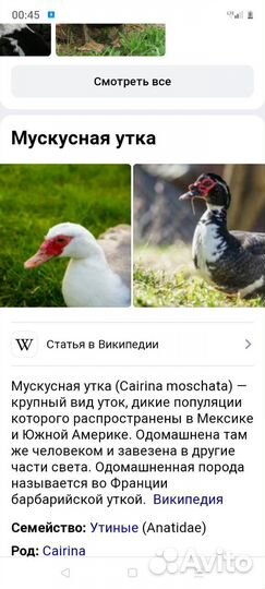 Индоутки взрослые