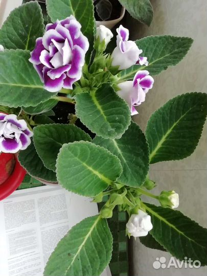 Глоксиния. Листы