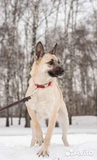 Молоденькая собачка Ириска ищет дом