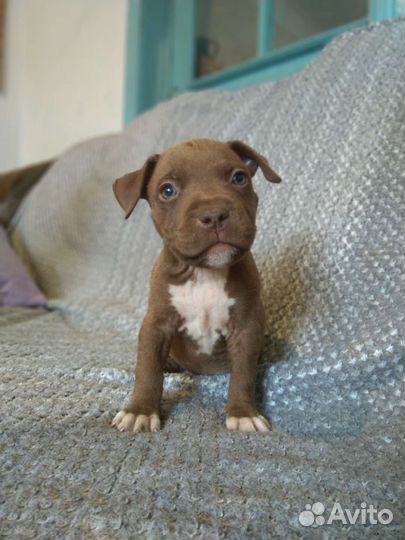 Щенки питбуля апбт