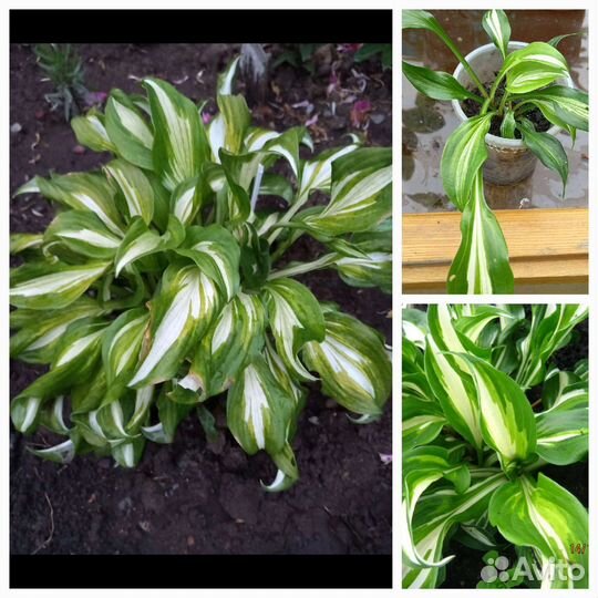 Хосты в ассортименте