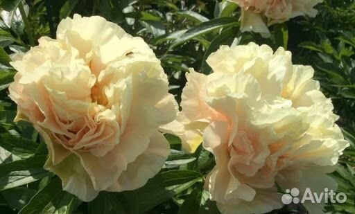 Пионы (корневища) для посадки