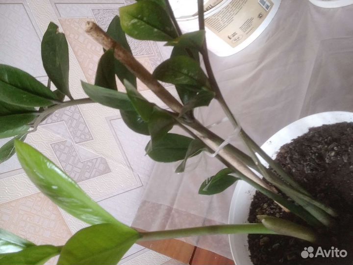 Зомиокулькас