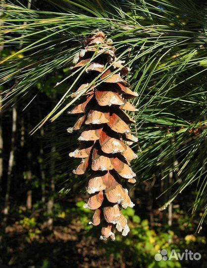 Сосна Веймутова