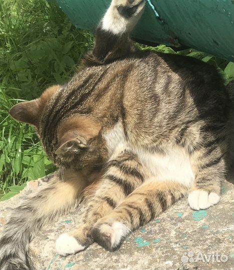 Спасите котика без ступни