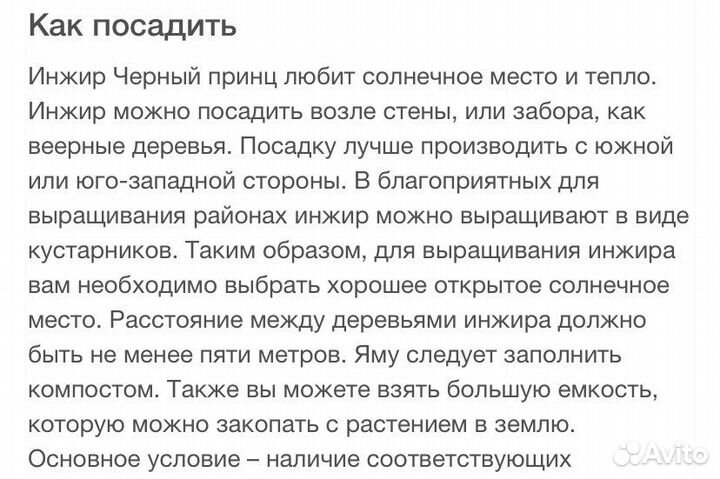 Саженцы инжира