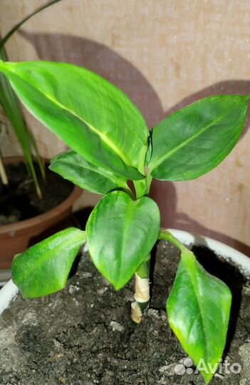 Комнатные цветы разные