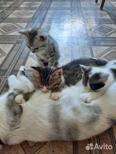 Котята