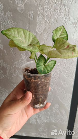 Комнатные цветы