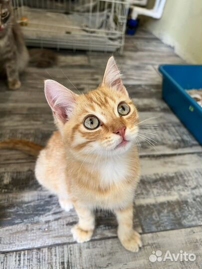 Котик, 3 месяца