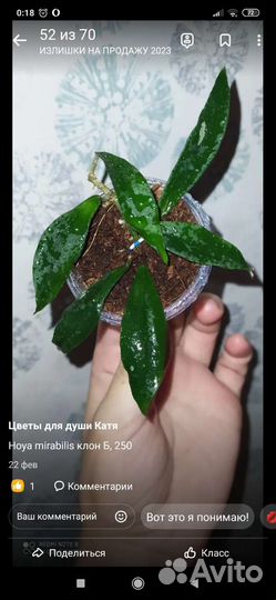 Черенки хои