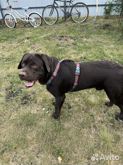 Передержка животных, няня для собак и кошек