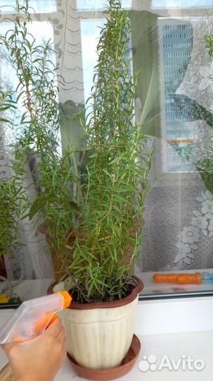Розмарин в горшочке
