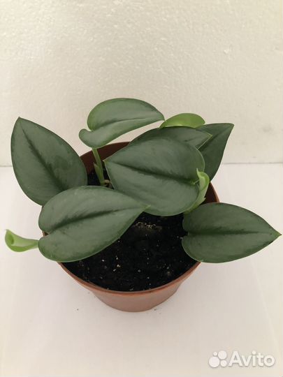 Сциндапсусы,эпипремнумы,сансевиерия