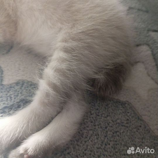 Котята бобтейл