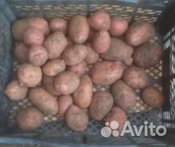 Продам картофель домашний