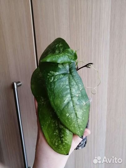 Перец декоративный и Пассифлора летучая мышь