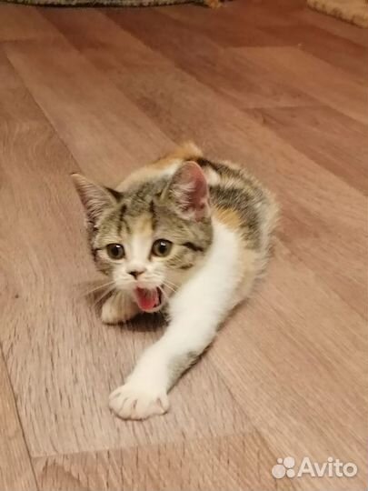 Шотландская кошка