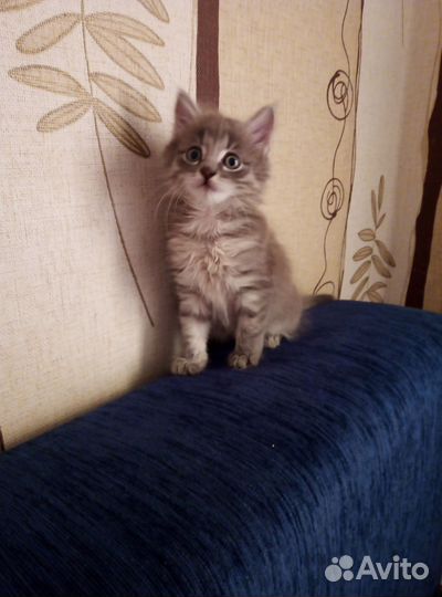 Прямоухая кошка охотница , ей месяц