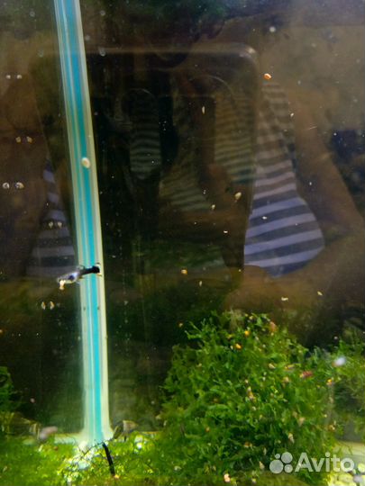 Аквариумные рыбки