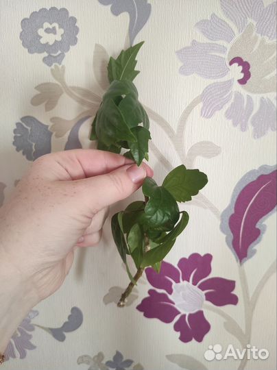 Гибискус и пандантус