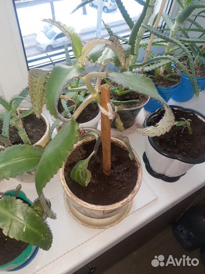 Комнатные растения