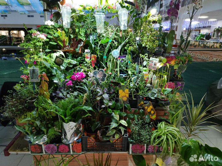 Комнатные цветы