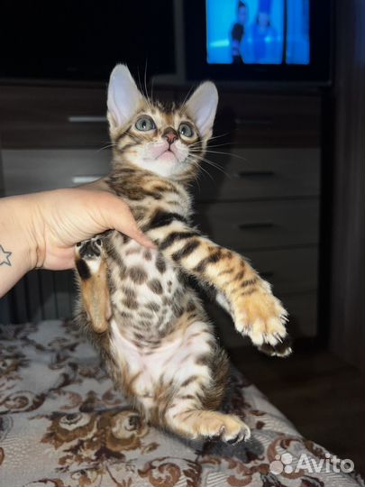 Бенгальские котята
