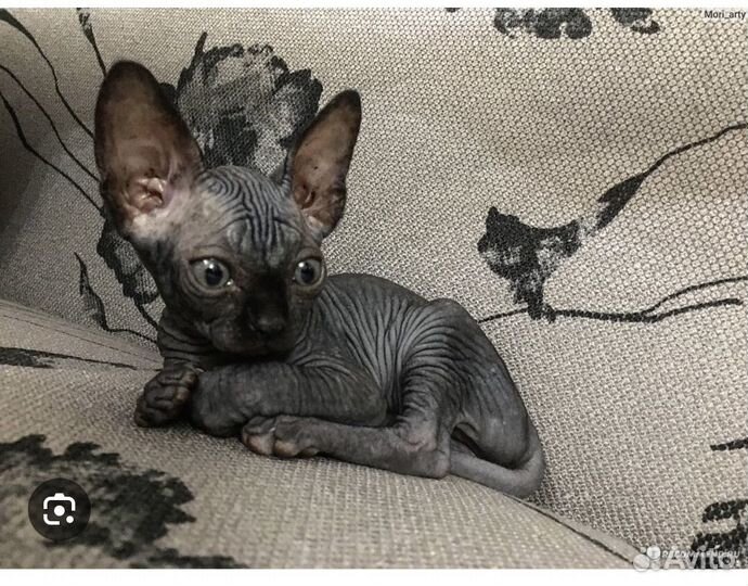 Канадский сфинкс котенок