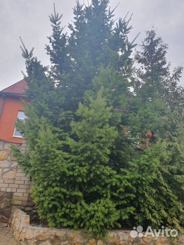 Пихта дугласа