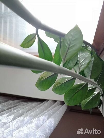 Замиокулькас