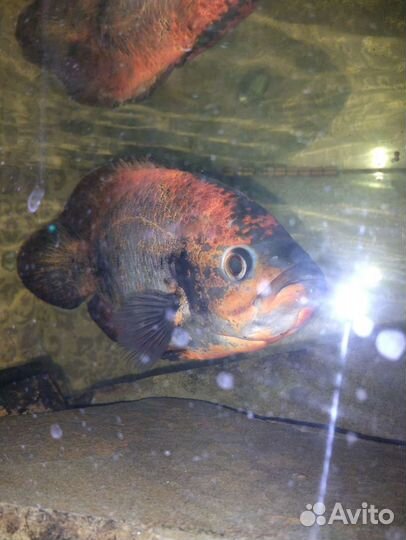 Астронотусы