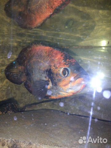 Астронотусы