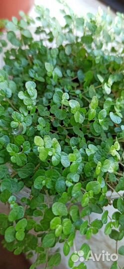 Солейролия