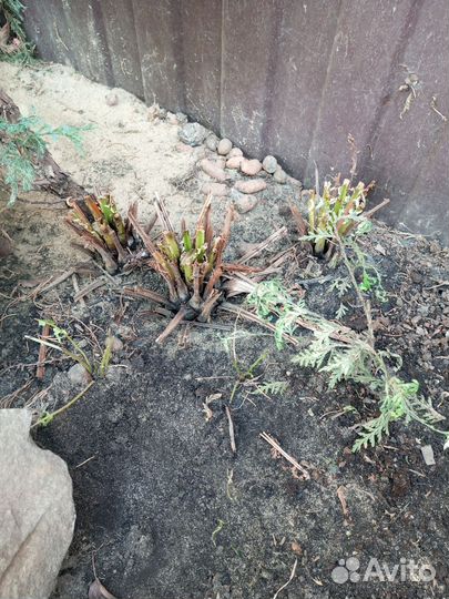 Папоротник