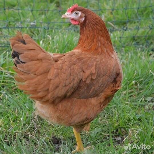 Куры-несушки