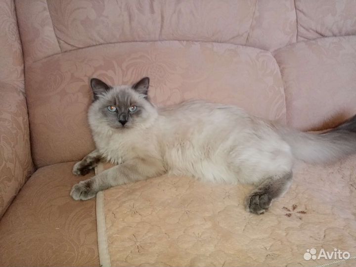 Невская маскарадная