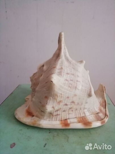 Ракушка Морская Большая