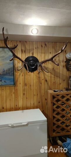 Рога оленя с креплением