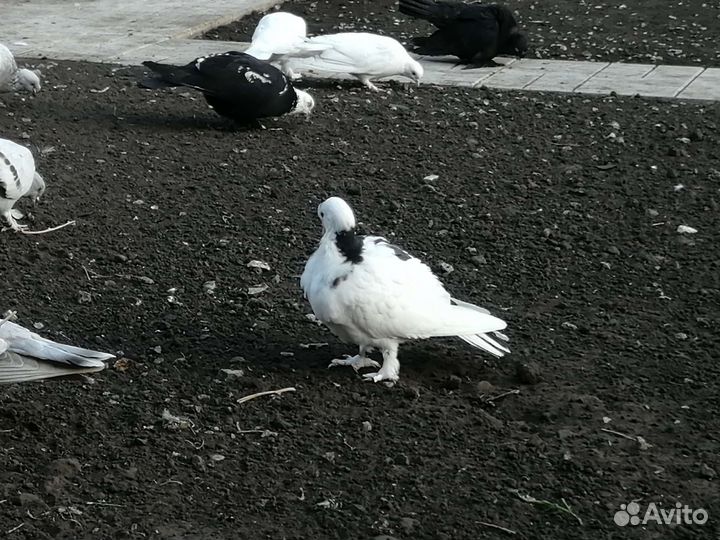 Бакинские голуби